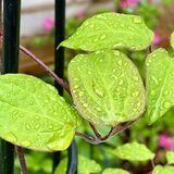Richard - Wet Leaves