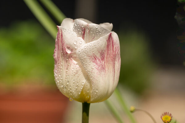 Mike A - Raspberry Tulip