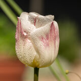 Mike A - Raspberry Tulip