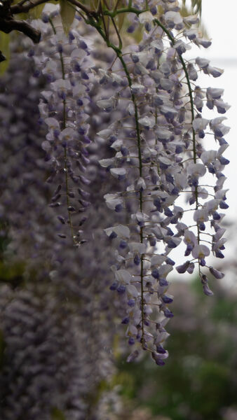 Robin - Wet Wisteria