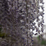 Robin - Wet Wisteria