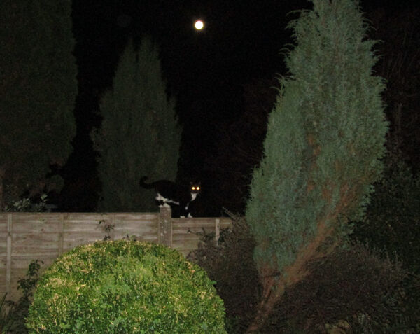 Ellie - Eyes in the Night