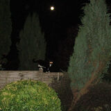 Ellie - Eyes in the Night