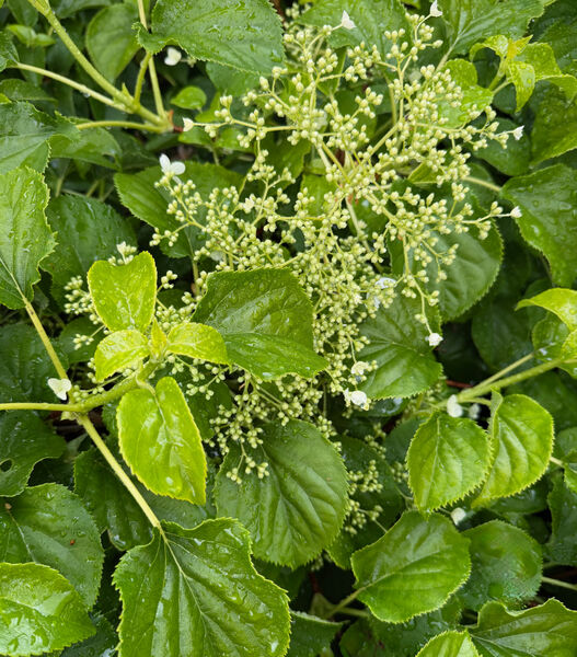 Gay - Rain on Hydrangea