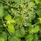 Gay - Rain on Hydrangea