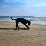 Liz - He loves diggin' in the sand