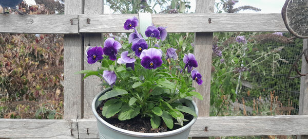 Graham - Viola