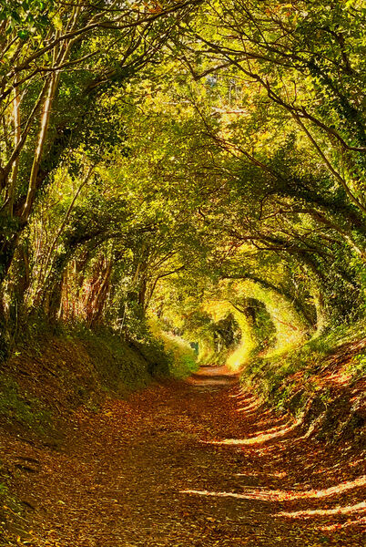 Barrie - Halnaker Tree Tunnel