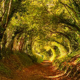 Barrie - Halnaker Tree Tunnel