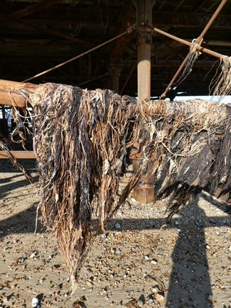 Richard - Seaweed on Pier at Worthing
