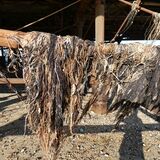 Richard - Seaweed on Pier at Worthing