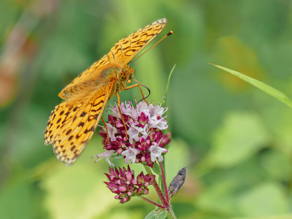 Mike D - Silver washed fritillary