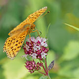 Mike D - Silver washed fritillary