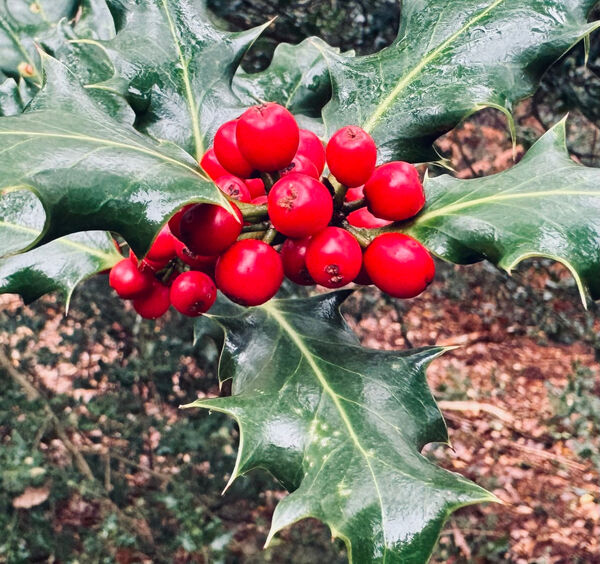 Carole - Seasonal colouring