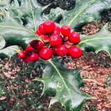 Carole - Seasonal colouring