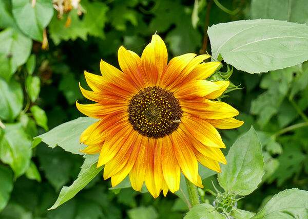 June - The Eye of Summer