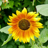 June - The Eye of Summer