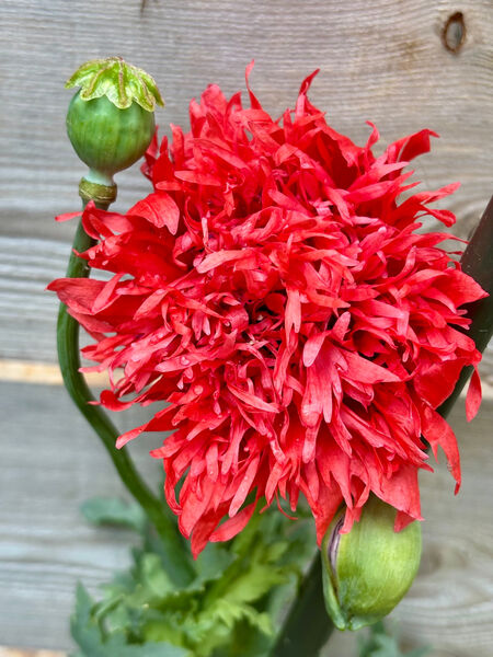 Richard - a Pretty Poppy