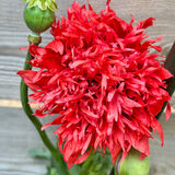 Richard - a Pretty Poppy