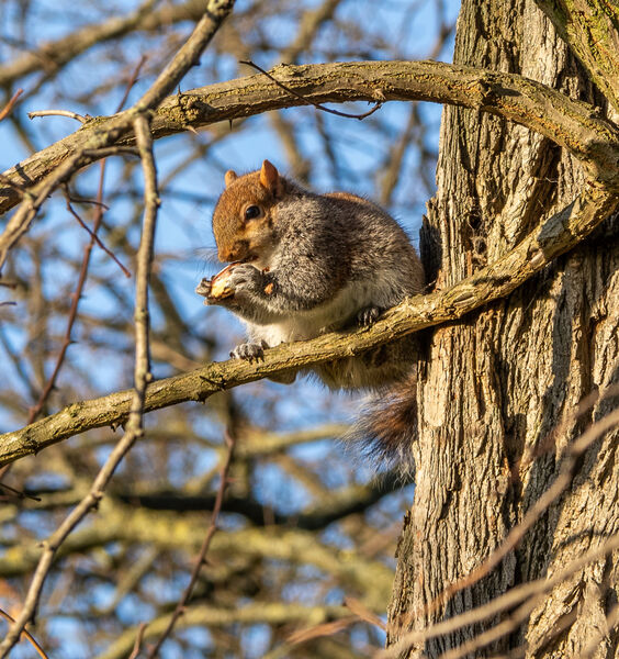 June - Nuts about autumn - Acorny title