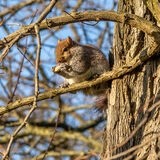 June - Nuts about autumn - Acorny title