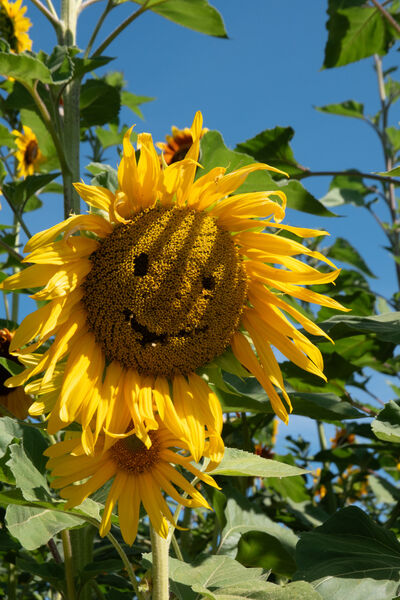 Robin - Sunflower emoji.jpeg