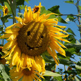 Robin - Sunflower emoji.jpeg