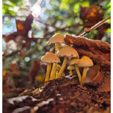 Christine - From Beneath