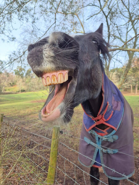 Christine - Mane Energy