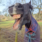 Christine - Mane Energy