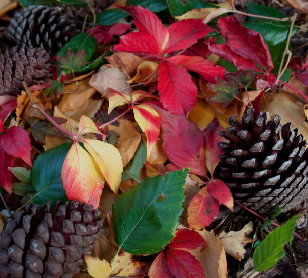 Carolyn - Autumn debris