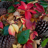 Carolyn - Autumn debris