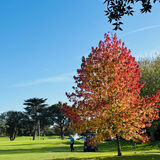 Jill - Beside the 9th Fairway