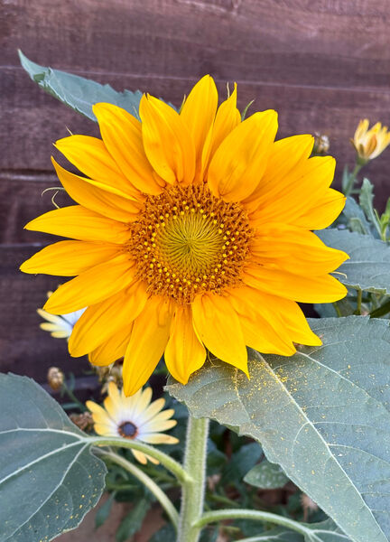 Richard - the First Sunflower