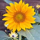 Richard - the First Sunflower