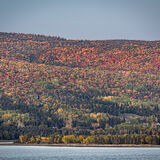 Larry - Canadian Autumn Colour Sandwich