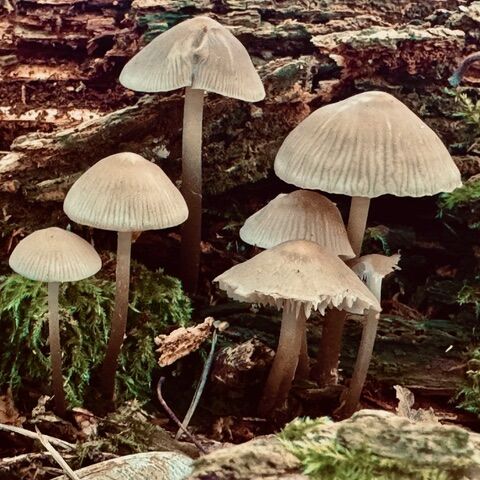 Carole - Fairy village