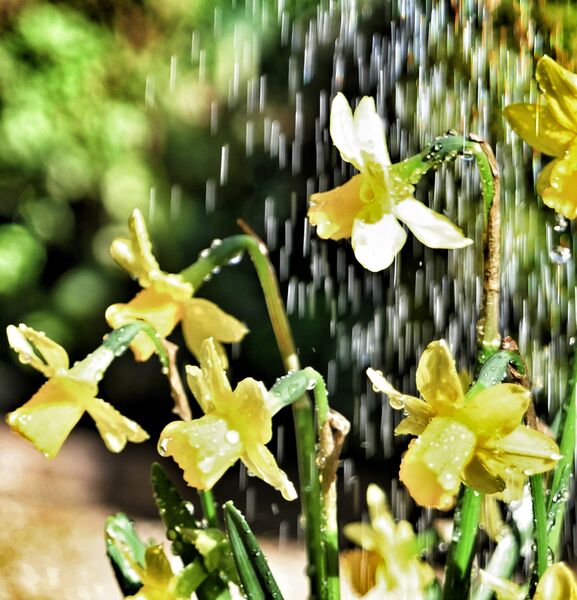 Barrie - Raindrops on Flowers