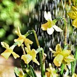 Barrie - Raindrops on Flowers