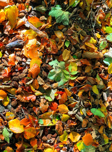 Barrie - Forest Floor