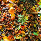 Barrie - Forest Floor