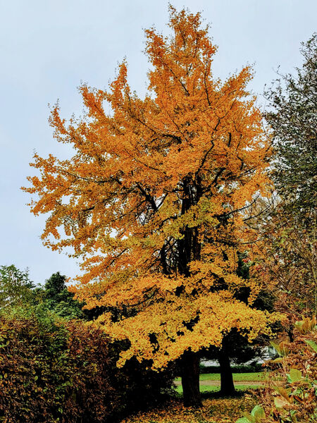 Gay - Ginkgo Tree