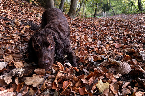 Vanessa - Leafy Games - Joint 3rd (7 votes)