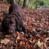 Vanessa - Leafy Games - Joint 3rd (7 votes)