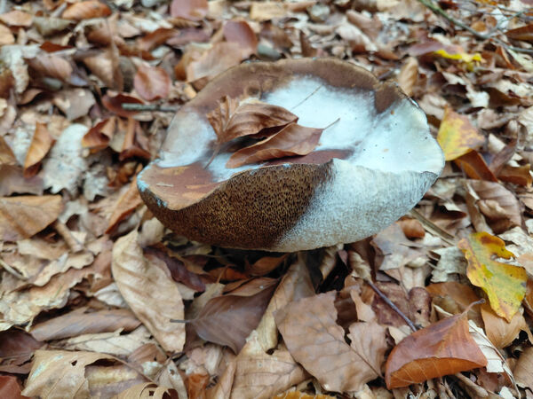 Ellie - Creating New Earth