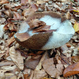 Ellie - Creating New Earth