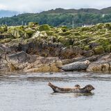 Rod - Basking in the warm sea