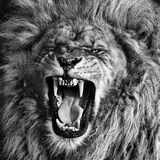 5 - Majesty in Monochrome