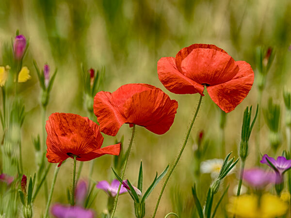 Mike D - Poppies - Joint 3rd (9 votes)