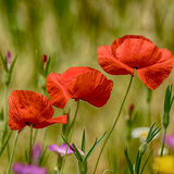 Mike D - Poppies - Joint 3rd (9 votes)